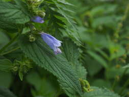 Nepeta subsessilis Maxim. resmi