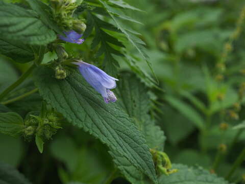 Image of Nepeta subsessilis Maxim.