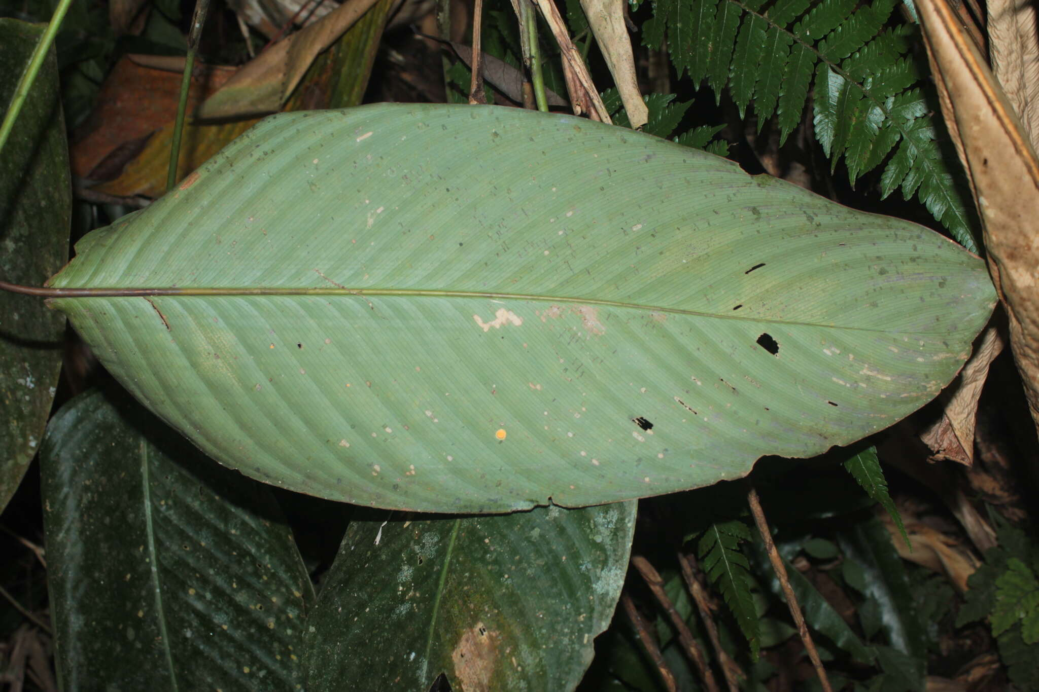 Image of Ischnosiphon obliquus (Rudge) Körn.