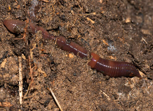 Image of red earthworm