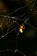 Image of Argyrodes miltosus Zhu & Song 1991