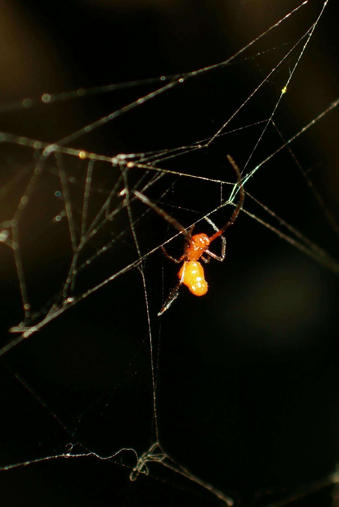 Image of Argyrodes miltosus Zhu & Song 1991