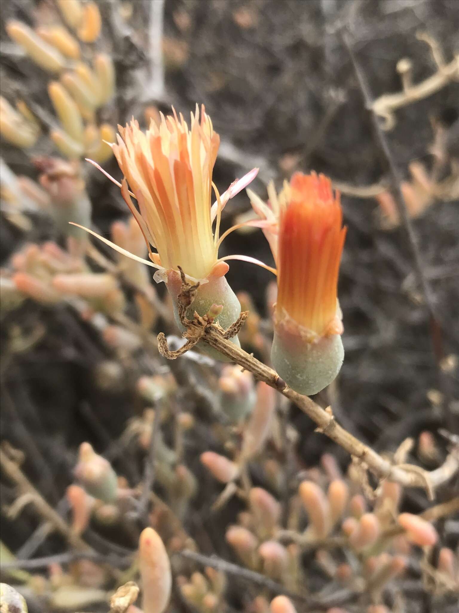 Image of Mesembryanthemum noctiflorum L.