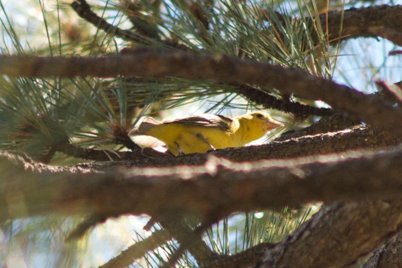 Image of Western Tanager