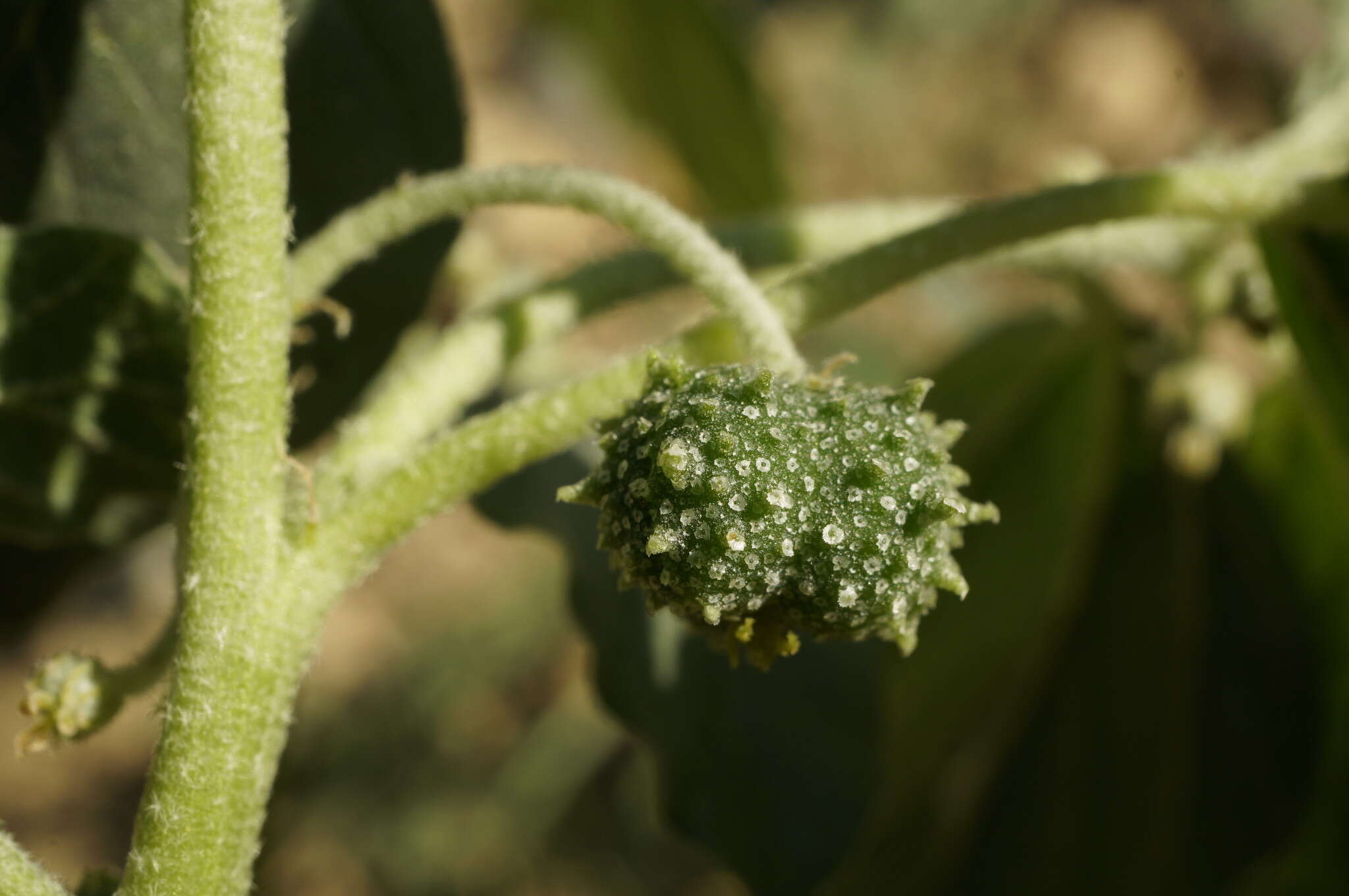 Imagem de Chrozophora tinctoria (L.) A. Juss.