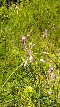 Image of Allium carinatum L.