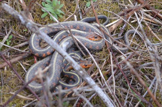 Image of Thamnophis sirtalis concinnus (Hallowell 1852)