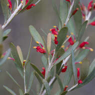 Image of Grevillea pauciflora R. Br.