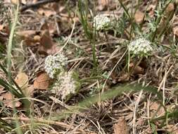 Image of plains springparsley