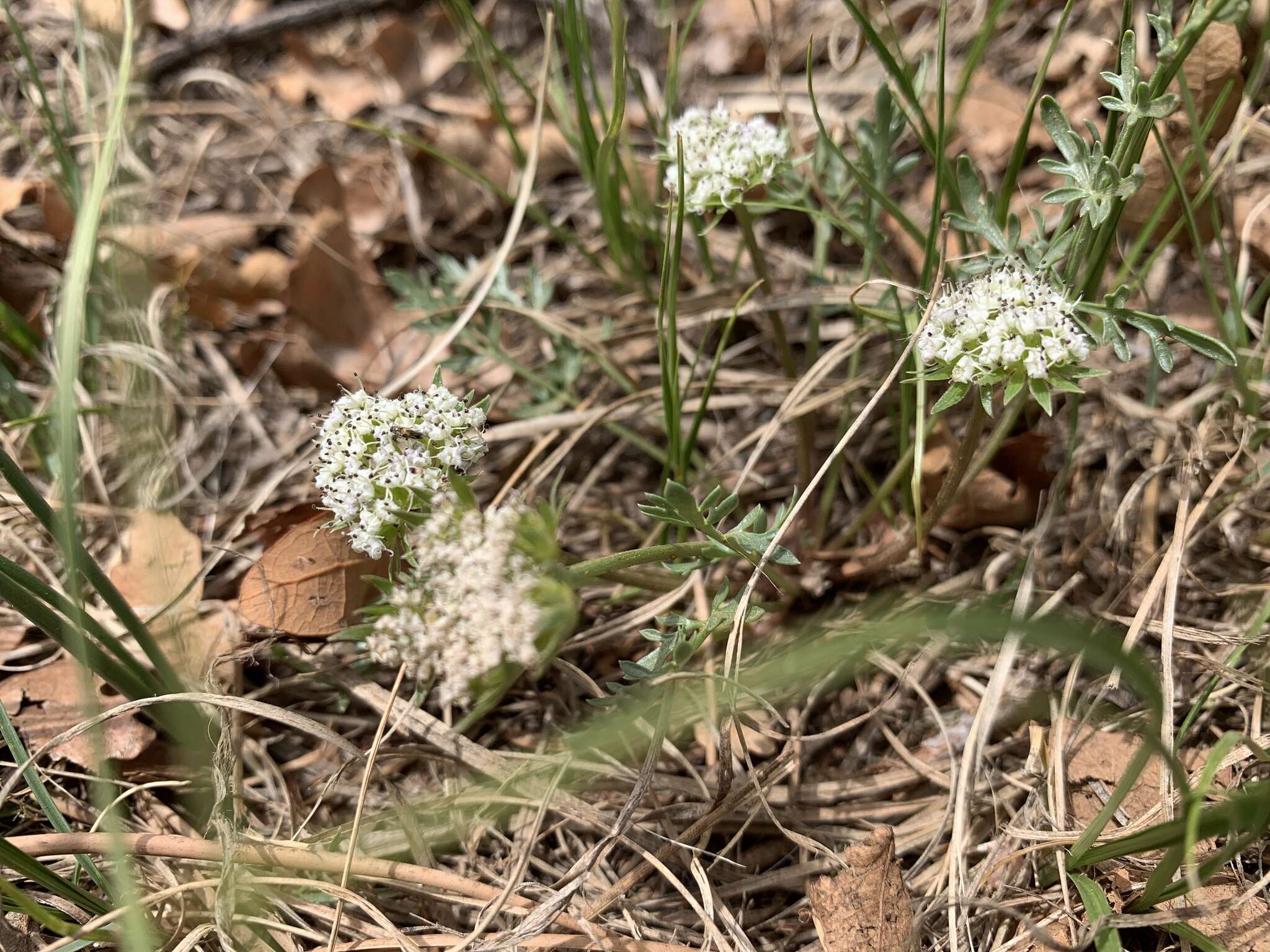 Слика од Cymopterus glomeratus DC.