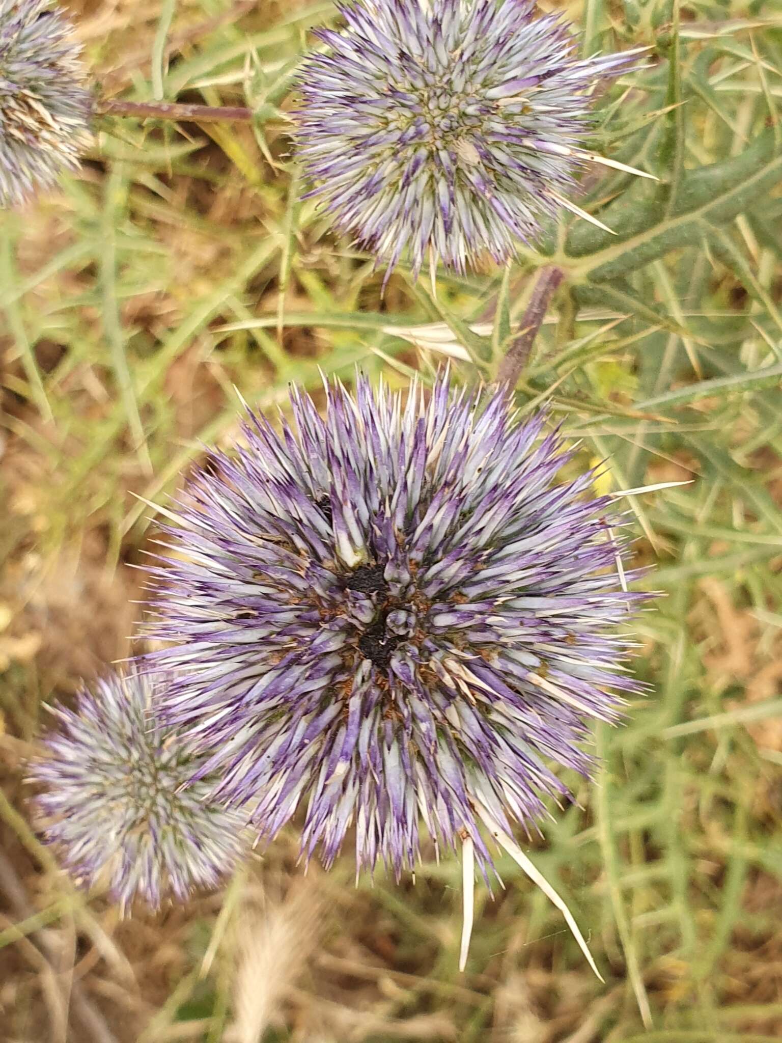 Image de Echinops bovei Boiss.