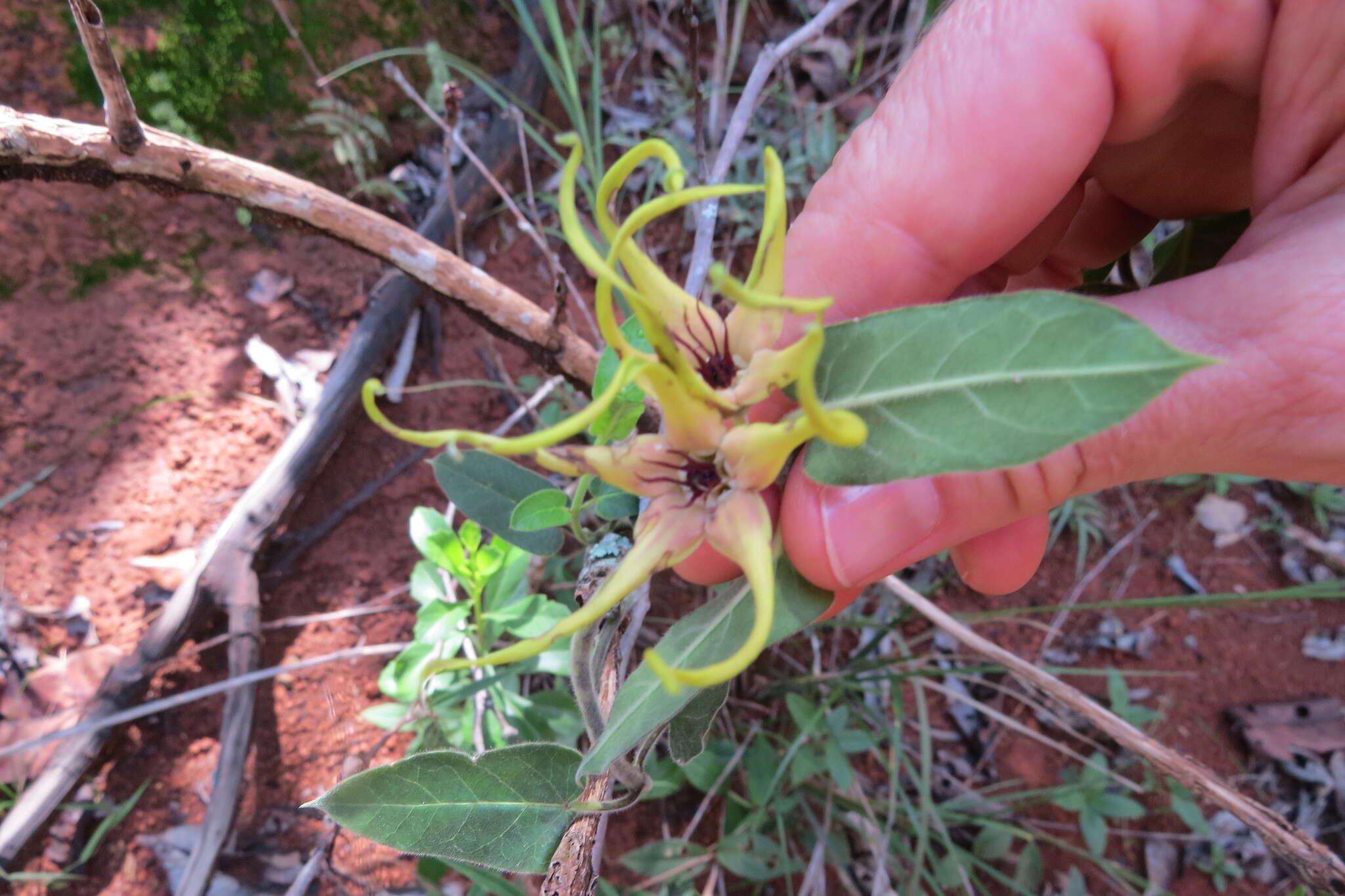 Image de Oxypetalum warmingii (Fourn.) Fontella & Marquette