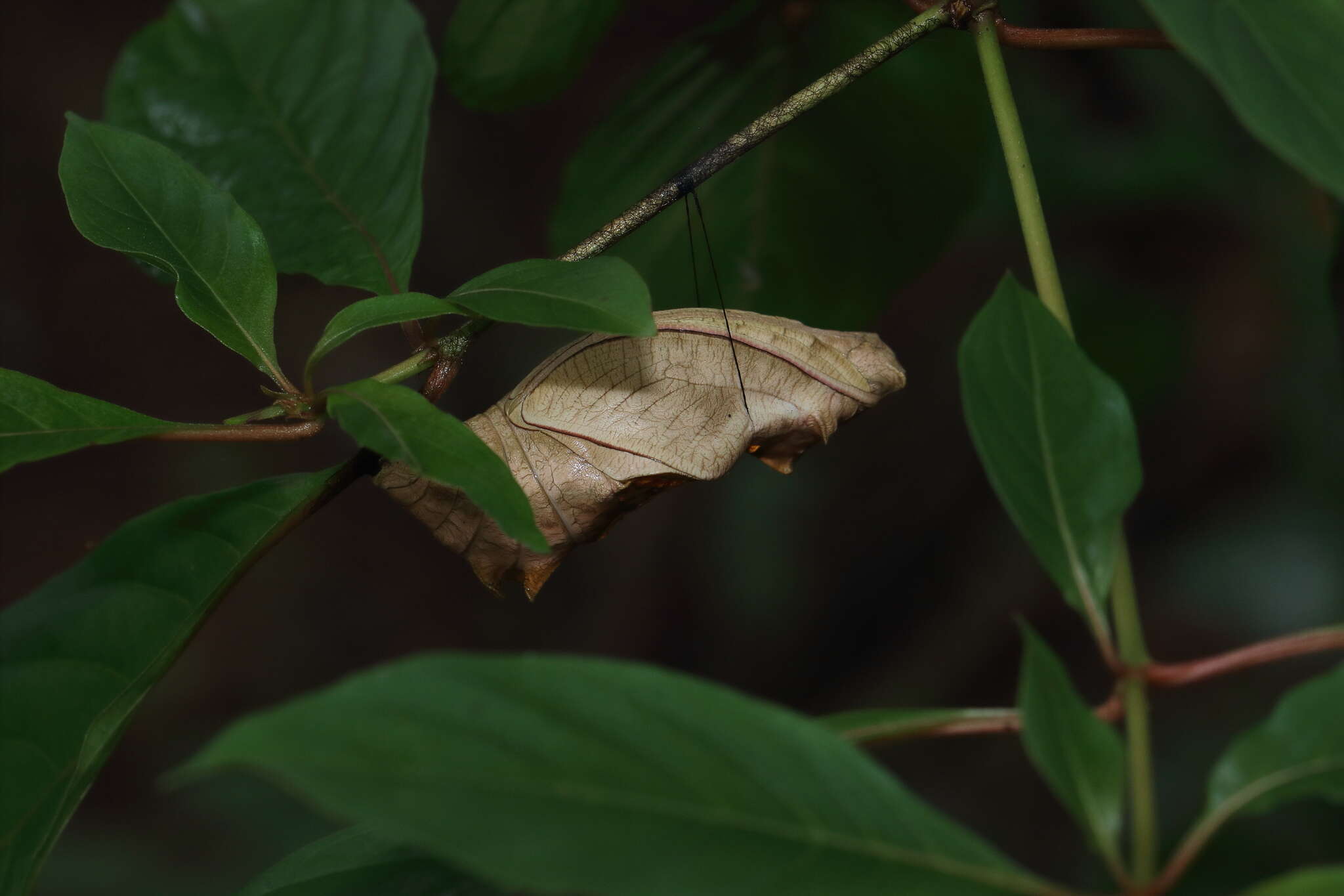 Image of Troides minos (Cramer (1779))