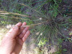 Image of splitbeard bluestem