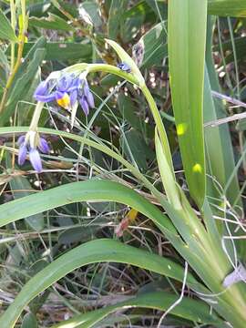 Image of Dianella congesta R. Br.