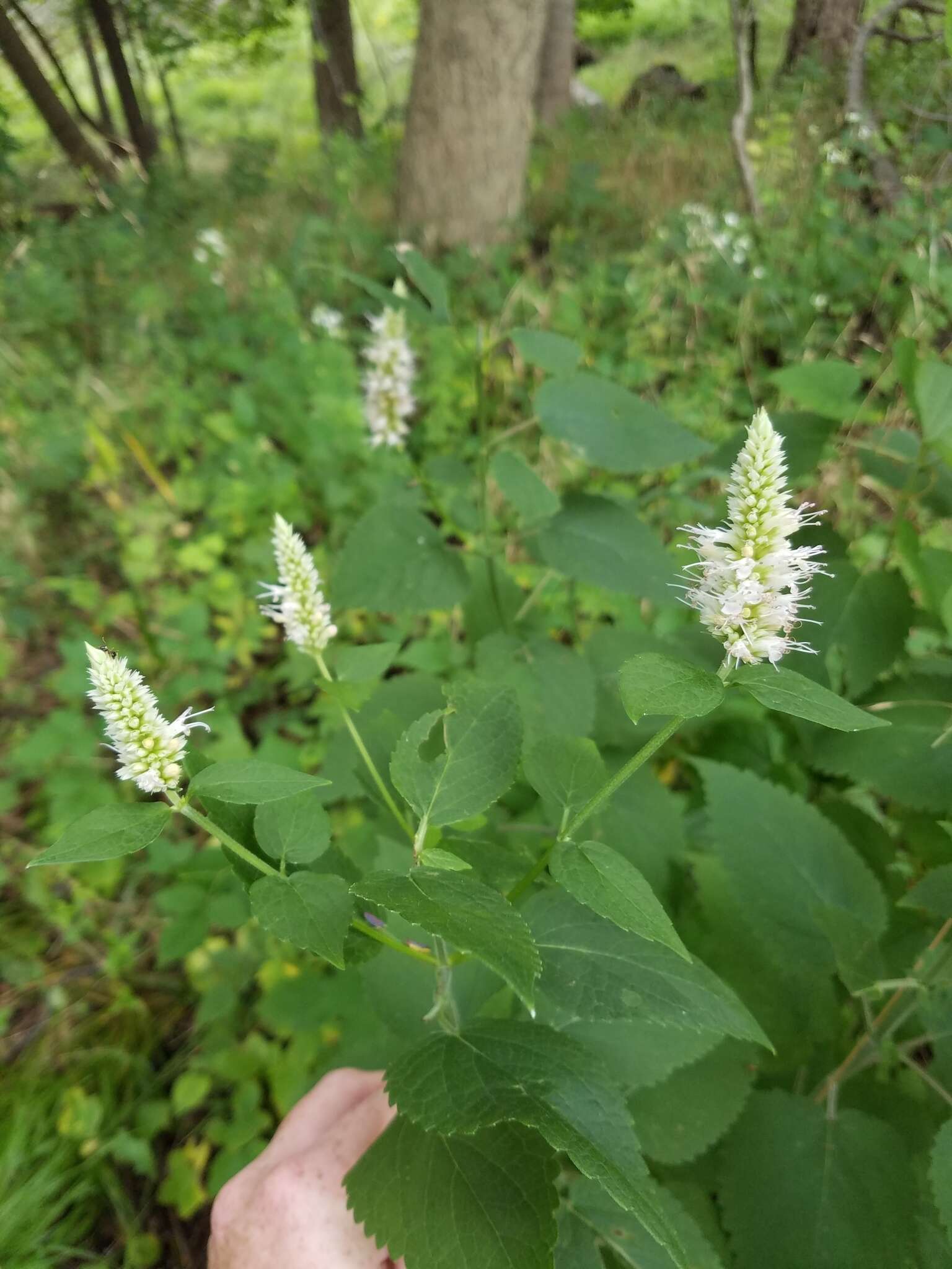 Image of purple giant hyssop