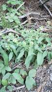 Image of sickletop lousewort