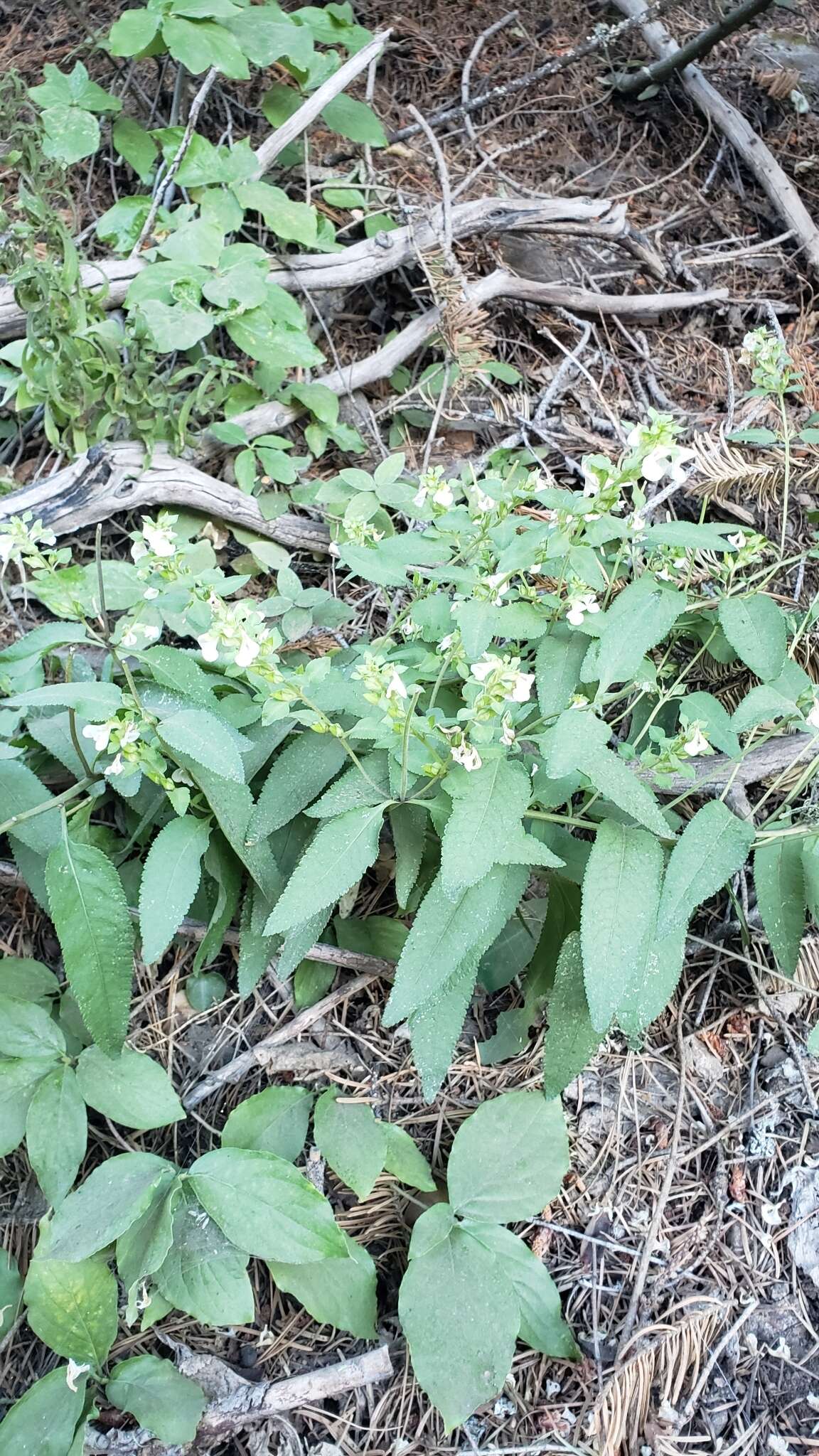 Imagem de Pedicularis racemosa subsp. alba Pennell