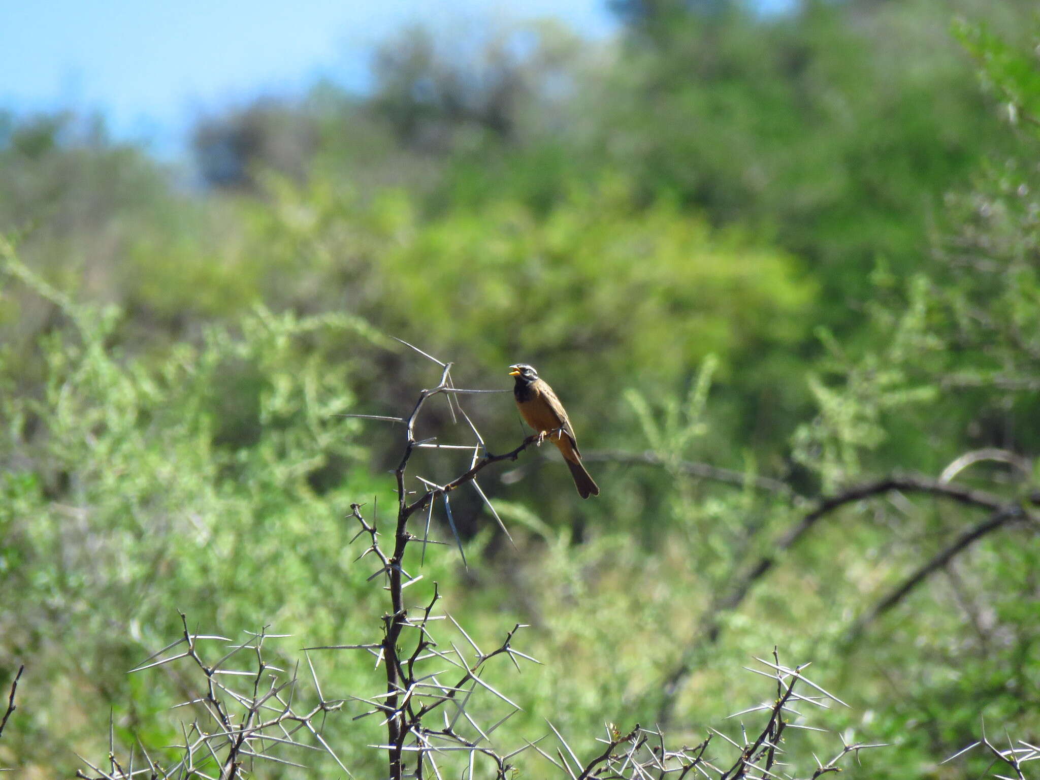 Image of Emberiza tahapisi tahapisi Smith & A 1836