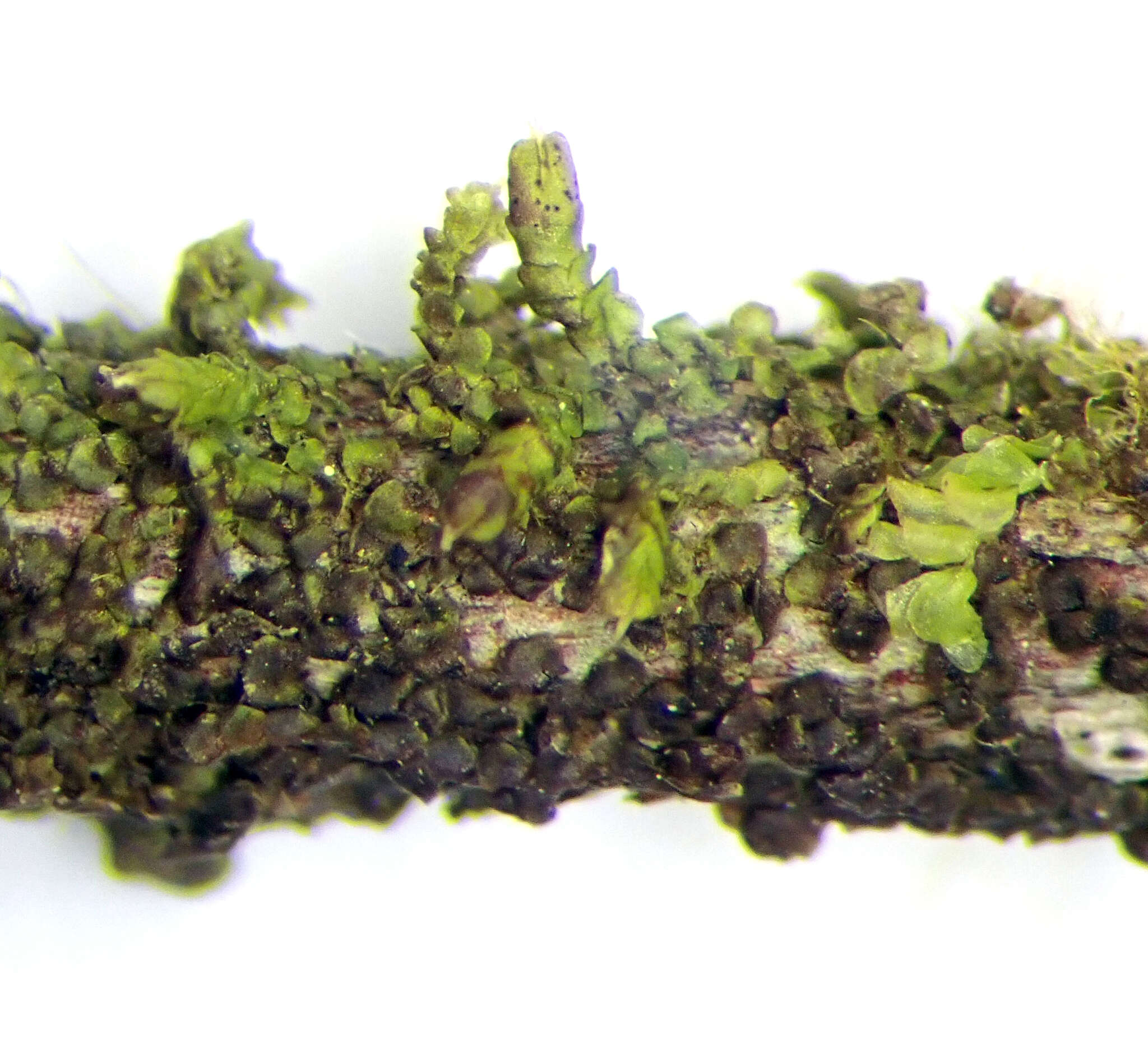 Image of Frullania incumbens Mitt.