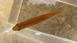 Image of Chinese rasbora