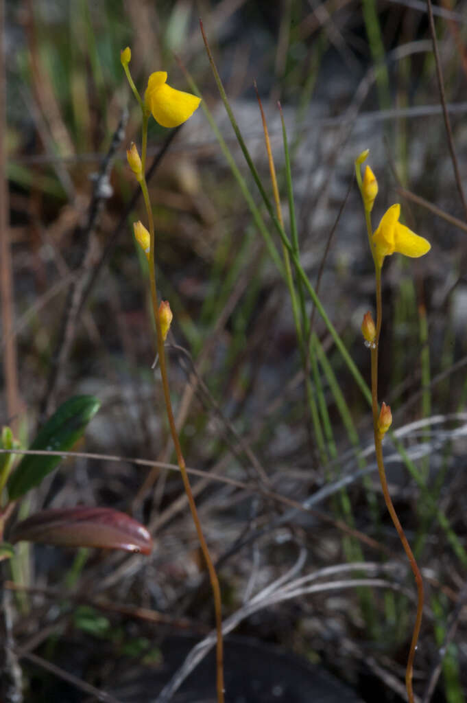 Image de Utricularia guyanensis A. DC.