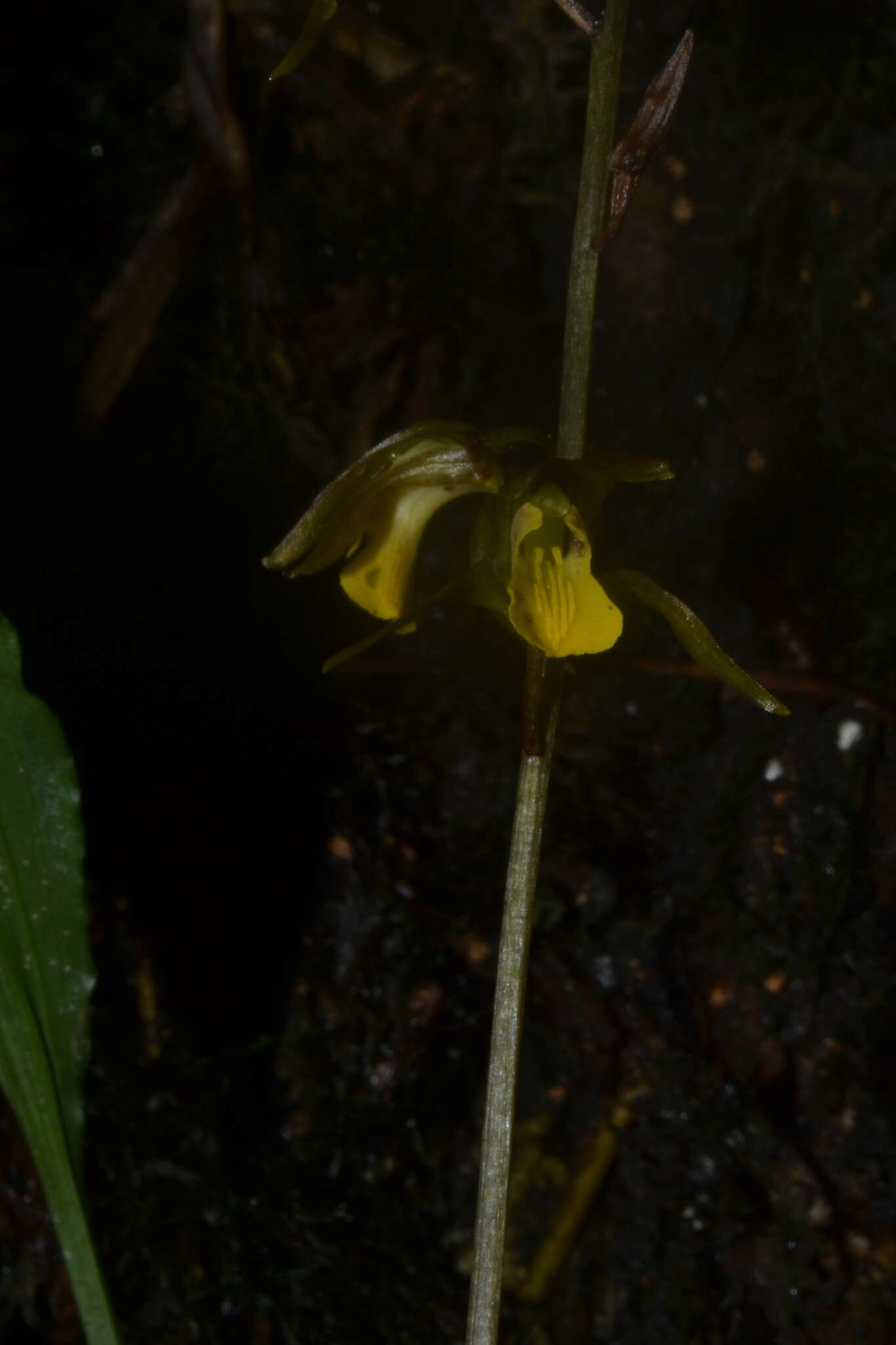 Image of Tainia minor Hook. fil.