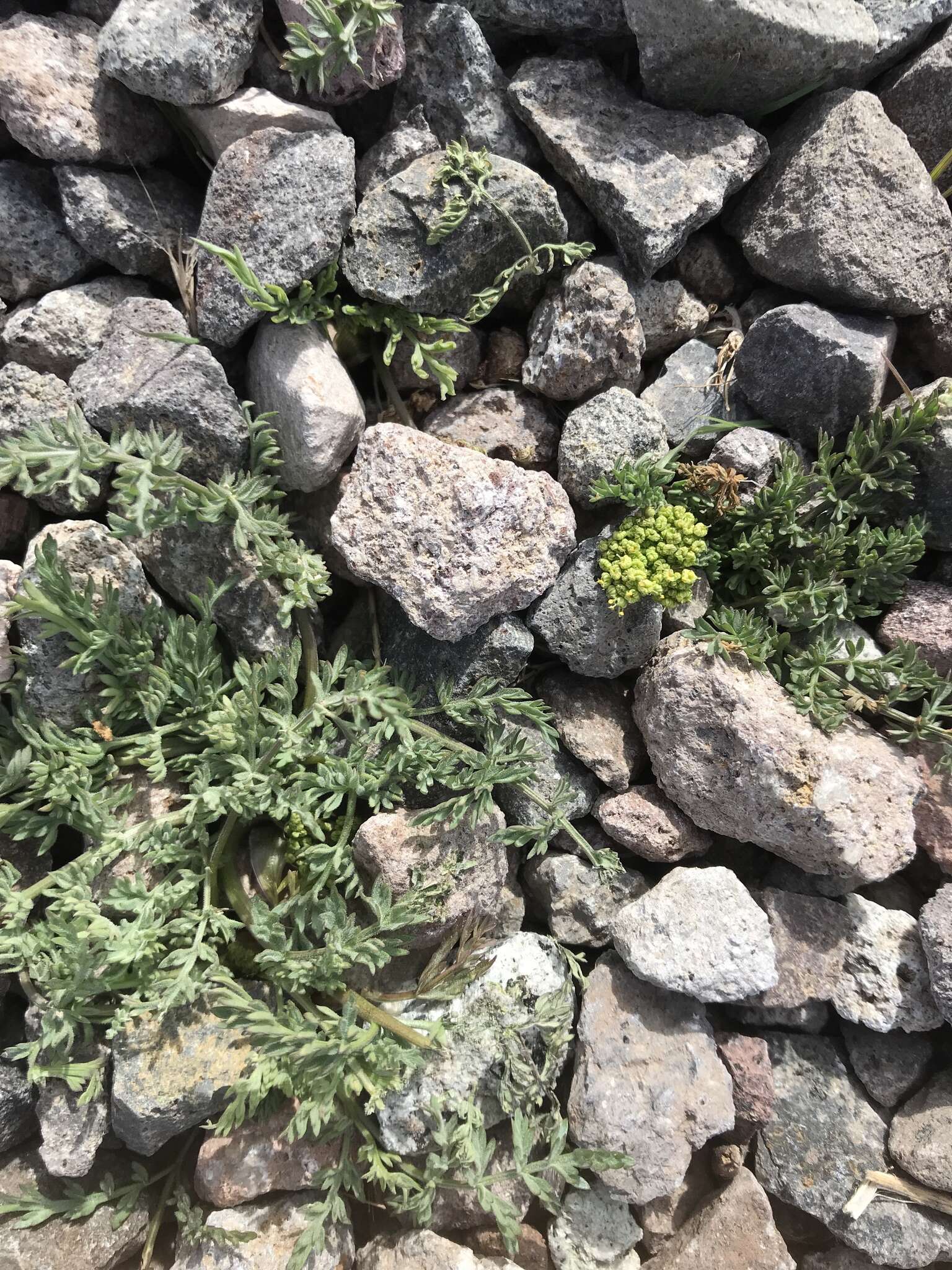 Слика од Lomatium austiniae (Coult. & Rose) Coult. & Rose