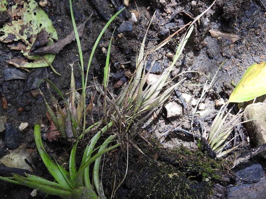 Слика од Scaphyglottis fasciculata Hook.