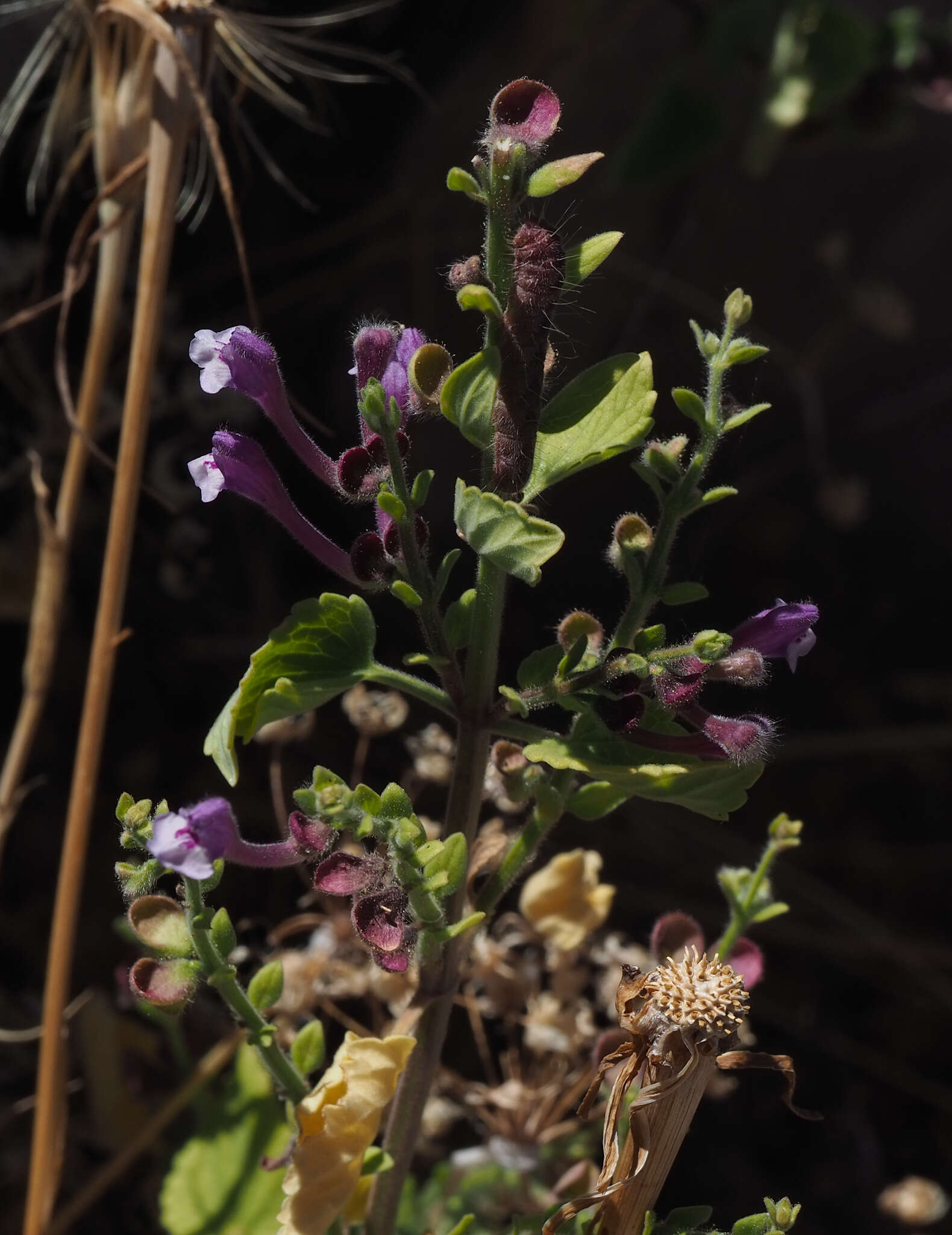 Image de Scutellaria brevibracteata Stapf