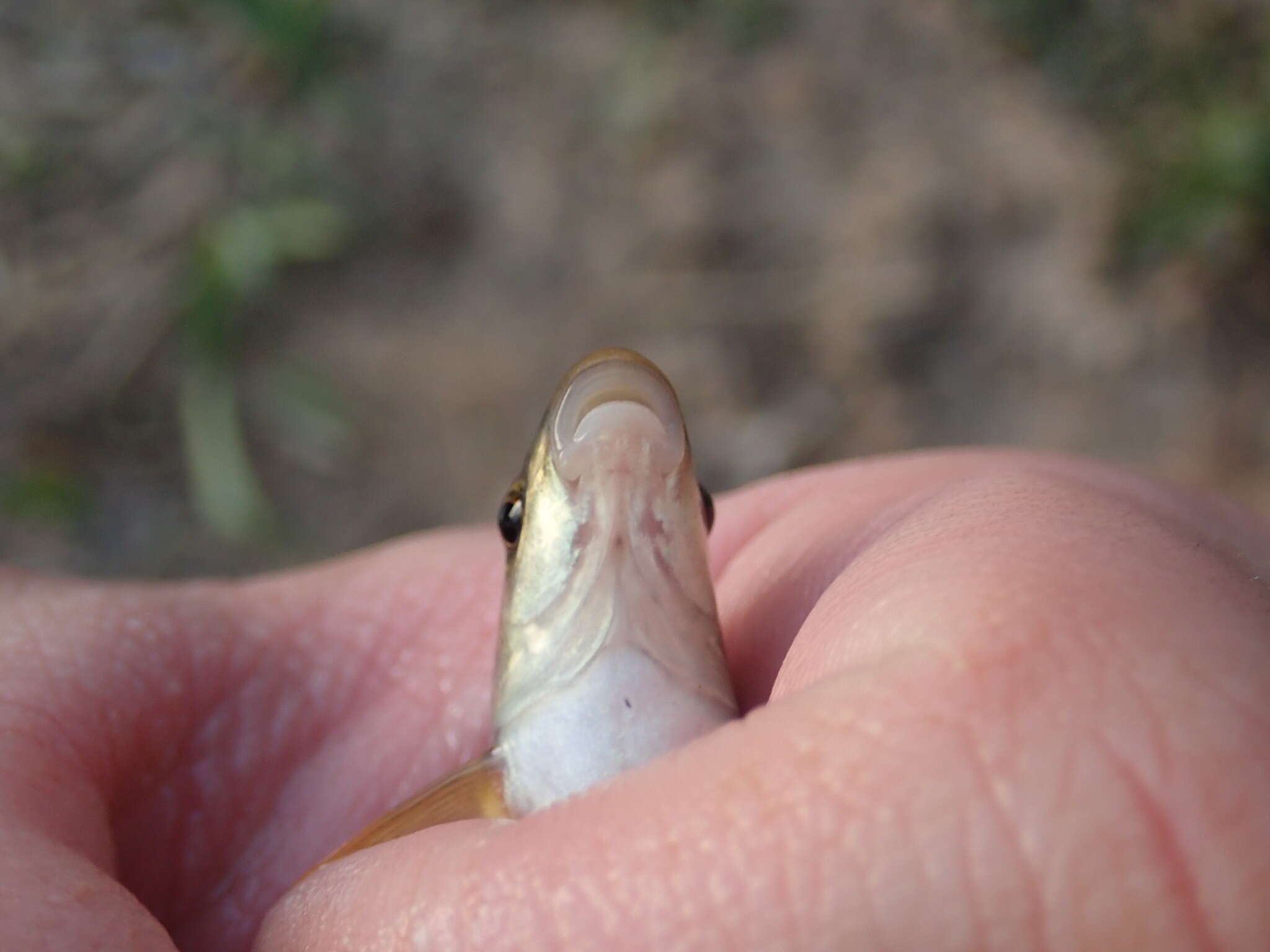 Image of Bluefin stoneroller