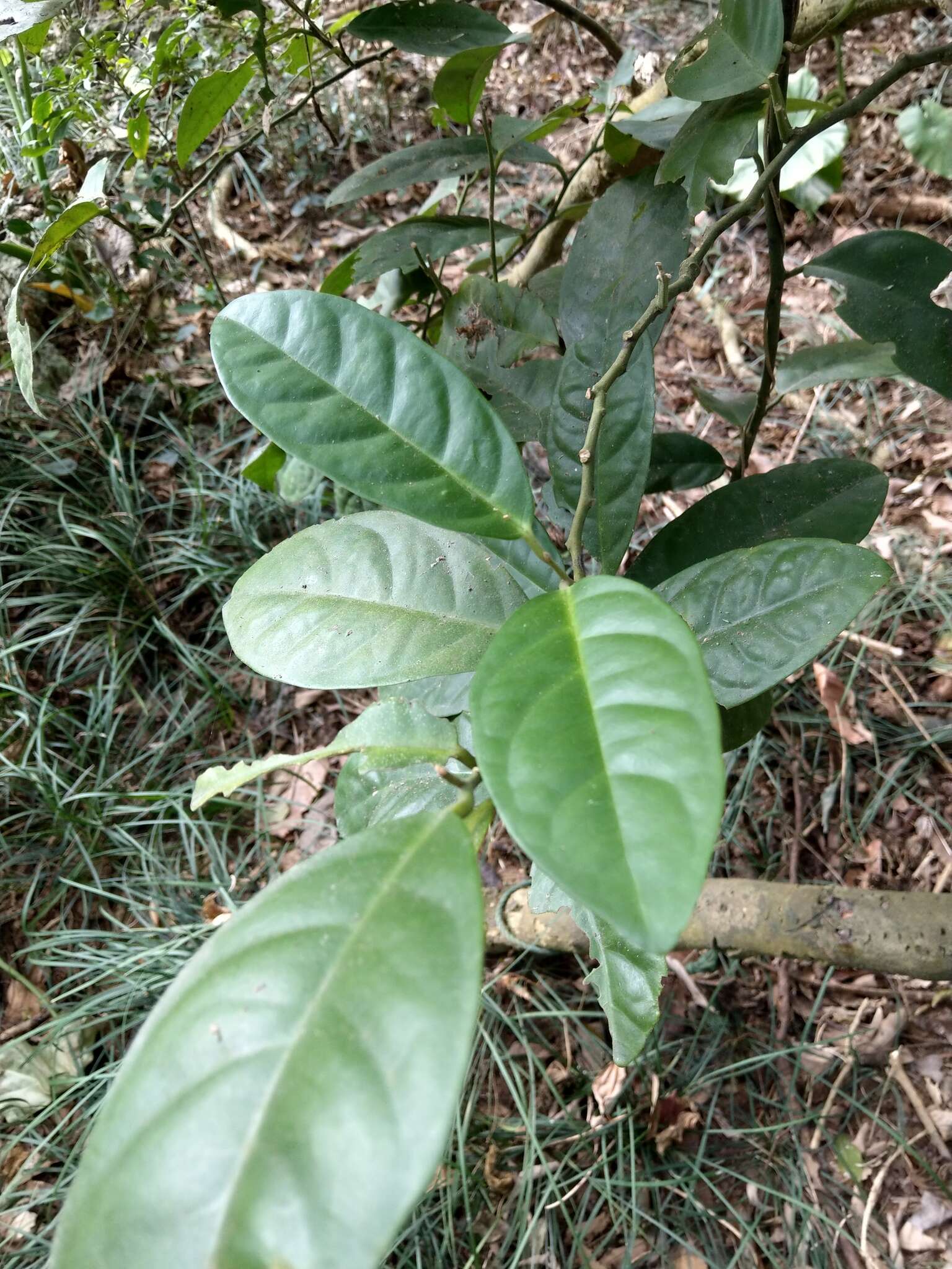 Sivun Capparis formosana Hemsl. kuva