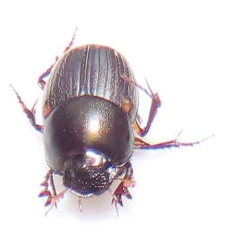 Слика од Onthophagus vinctus Erichson 1843