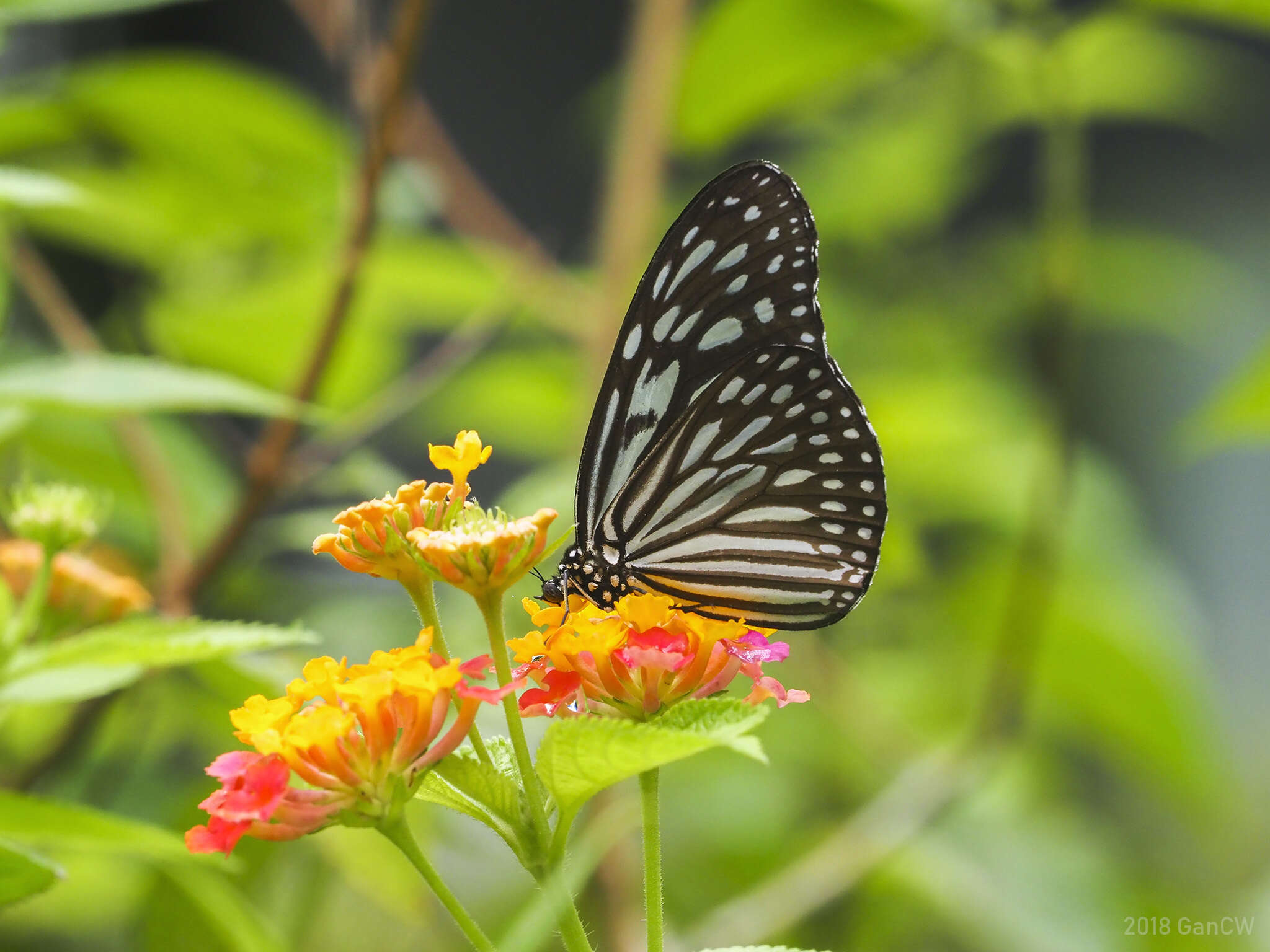 Imagem de Ideopsis vulgaris Butler 1874