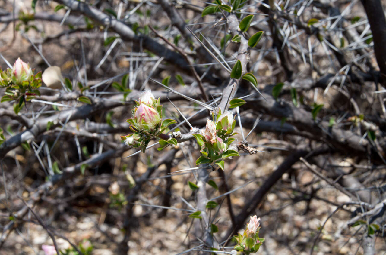 Image of Pereskia sacharosa Griseb.