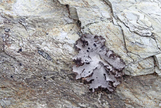 Image of Fringed Rock Tripe