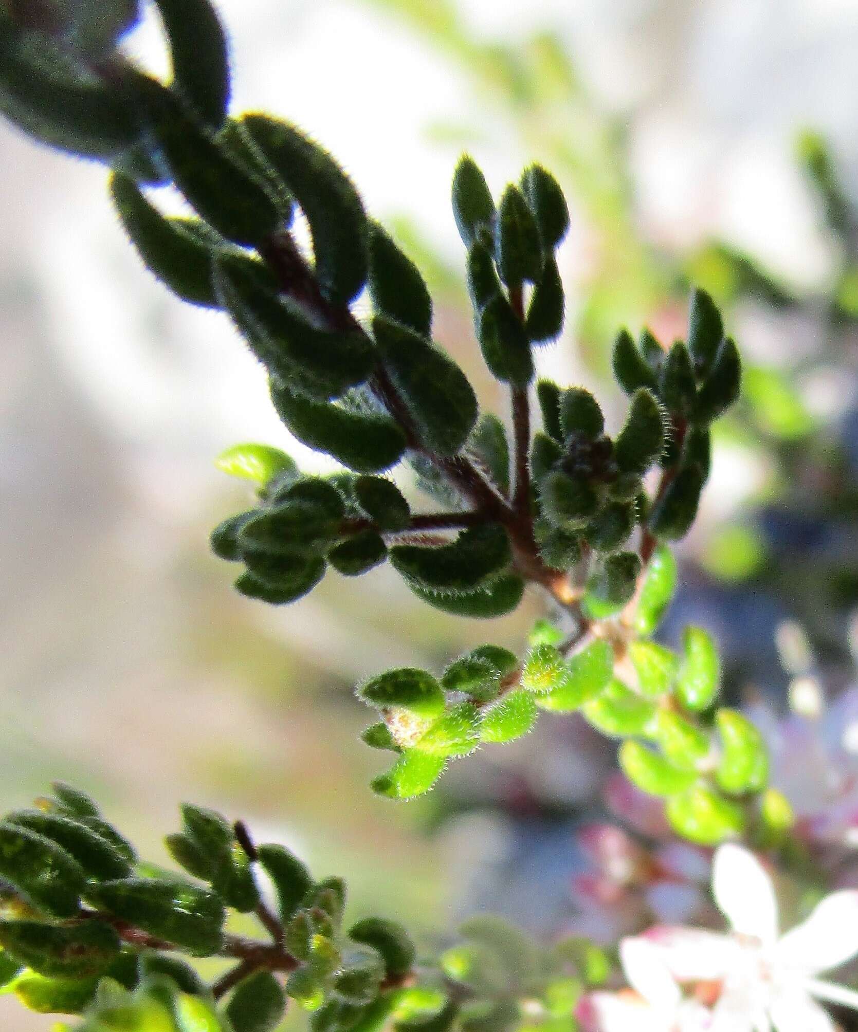 Image of Agathosma blaerioides Cham.