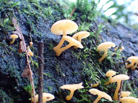 Image of Chrysomphalina aurantiaca (Peck) Redhead 1987