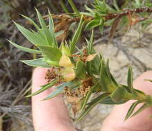 Слика од Cliffortia ilicifolia var. cordifolia (Lam.) Harv.