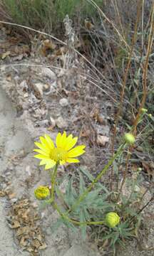 Image of slender sunflower