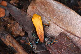 Image of Blue-legged mantella