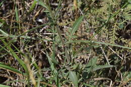 Cephalaria transsylvanica (L.) Schrad. ex Roem. & Schult. resmi