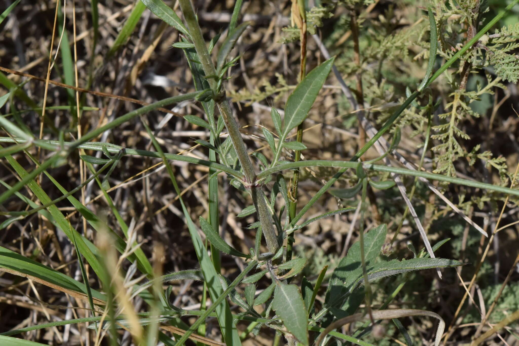 Cephalaria transsylvanica (L.) Schrad. ex Roem. & Schult. resmi