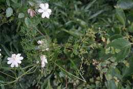 Image of Clematis aethusifolia Turcz.