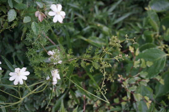 Imagem de Clematis aethusifolia Turcz.