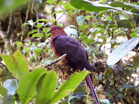 Macropygia nigrirostris Salvadori 1876的圖片