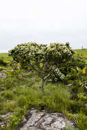 Image of Apodytes abbottii M. J. Potgieter & A. E. van Wyk