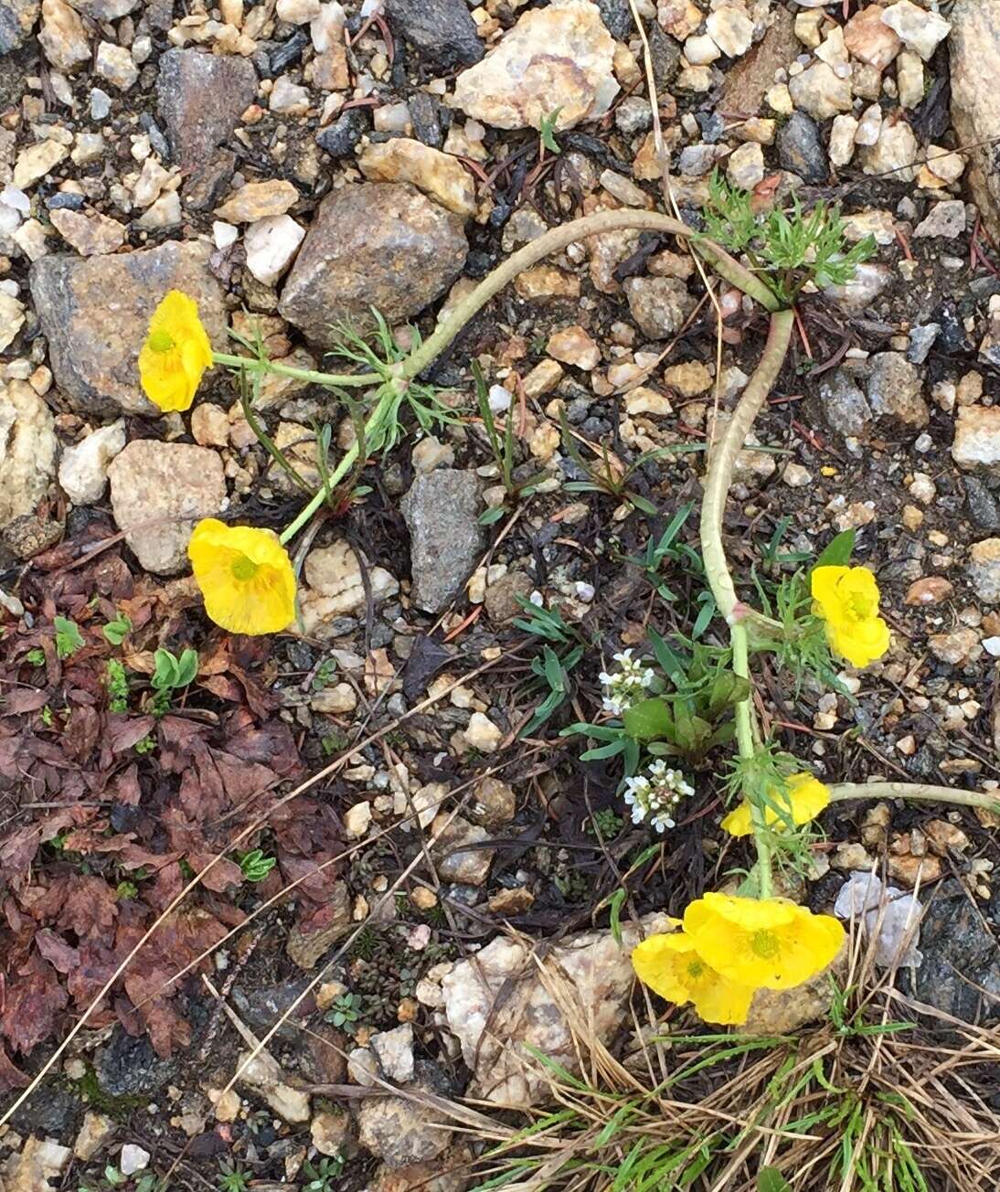 Imagem de Ranunculus adoneus A. Gray