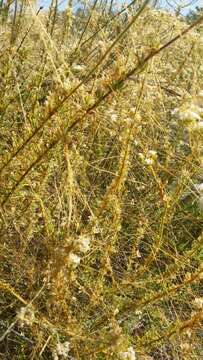 Image of chaparral dodder