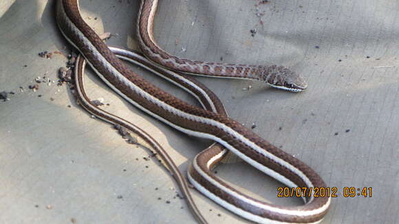 Image of Stripe-bellied Sand Snake